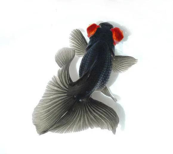 用燒開的水給金魚換水適合嗎？偶爾可以，經常用肯定有弊端