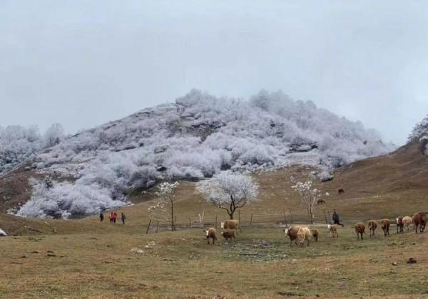 「甘海子」高山牧場,霧凇奇景 「甘海子」高山牧場,霧凇奇景