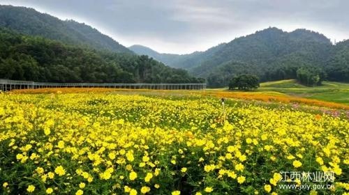 灣裡管理局獅子峰景區百畝花海初開