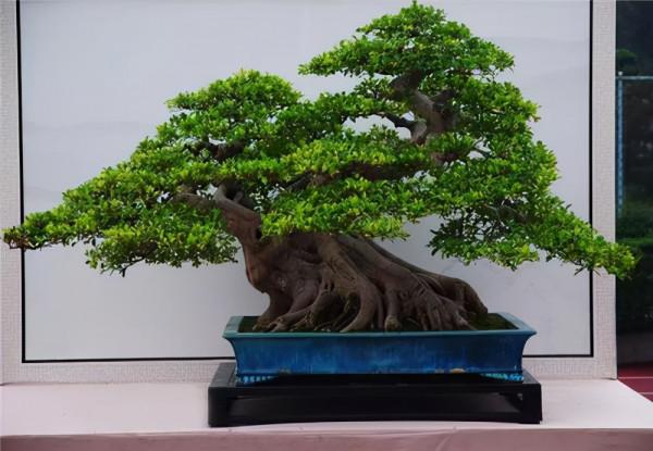 如何巧妙地給“榕樹盆景”施肥,葉大色深,長勢好 如何巧妙地給“榕樹盆景”施肥,葉大色深,長勢好