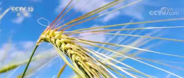 青稞從牧民們的“溫飽糧”變身百姓“發展糧”“致富糧”