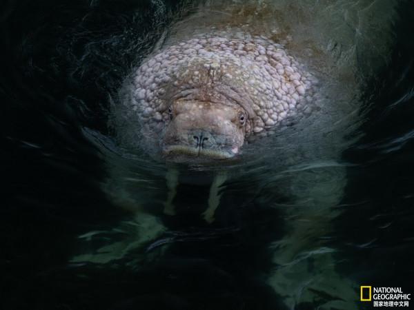 來阿拉斯加圓島,聽海象歌唱 來阿拉斯加圓島,聽海象歌唱