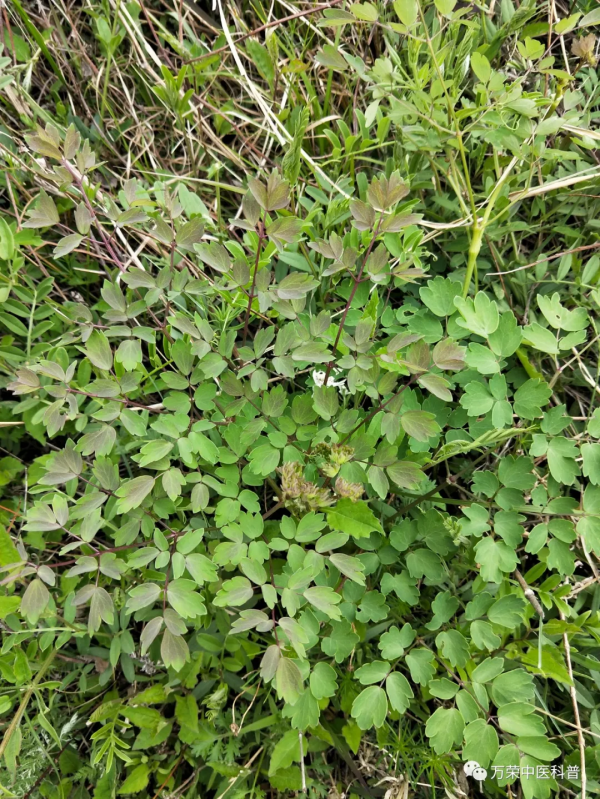 唐松草、藏藥清熱解毒，“土黃連”之一