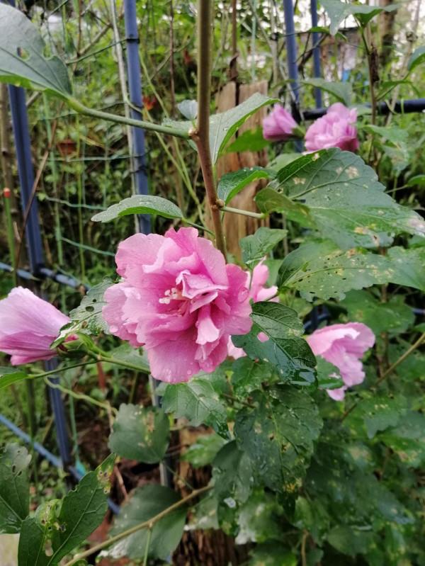 小花園裡秋花正旺，手調曝光補償，拍攝花瓣細節