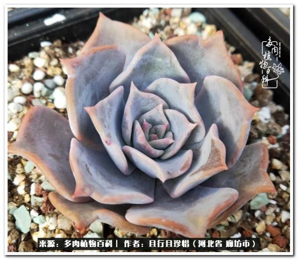 多肉的前世今生——論那些多肉的變化