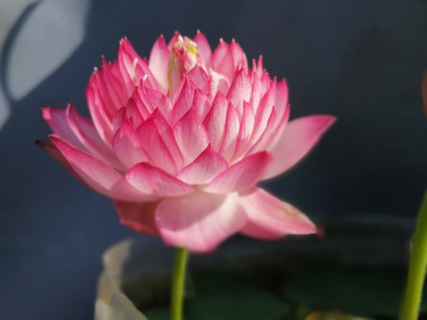 50種花春天播種，長滿小院子，能開一整年