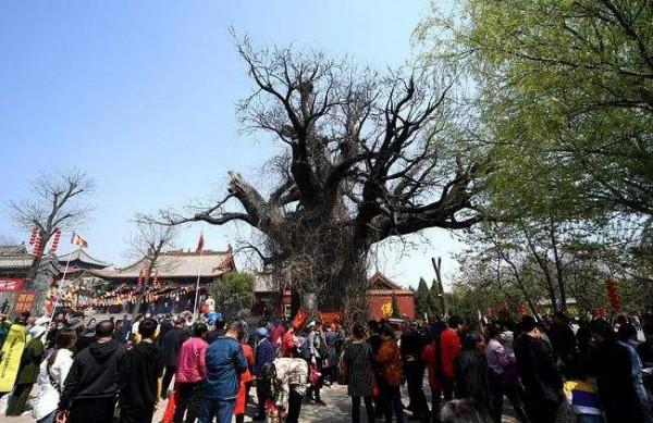 問我祖籍在何處，山西洪桐大槐樹