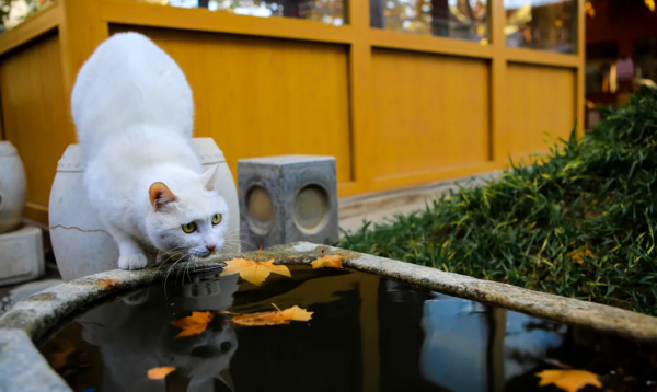 建設藍星,喵來幫忙 建設藍星,喵來幫忙