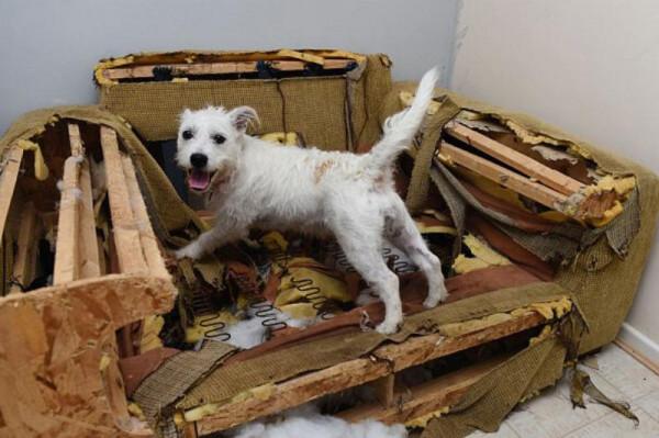 因搞破壞被抓時的狗狗,它的表情我能笑一天 因搞破壞被抓時的狗狗,它的表情我能笑一天