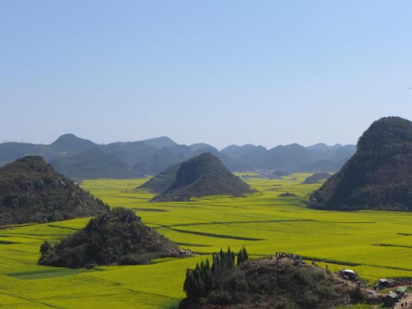 我對羅平的油菜花似乎也有&OpenCurlyDoubleQuote;七年之癢&rdquo;