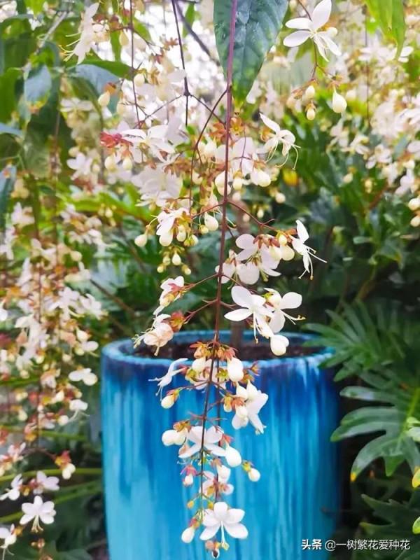 一年四季種啥花，推薦這56種花，詳細特點，讓你買到更適合自己的