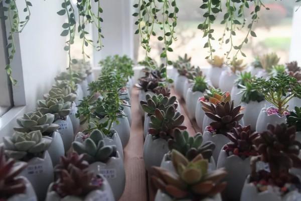 養花時遇到掉葉,長斑,長勢不佳等現象,要查詢原因,及時解決 養花時遇到掉葉,長斑,長勢不佳等現象,要查詢原因,及時解決