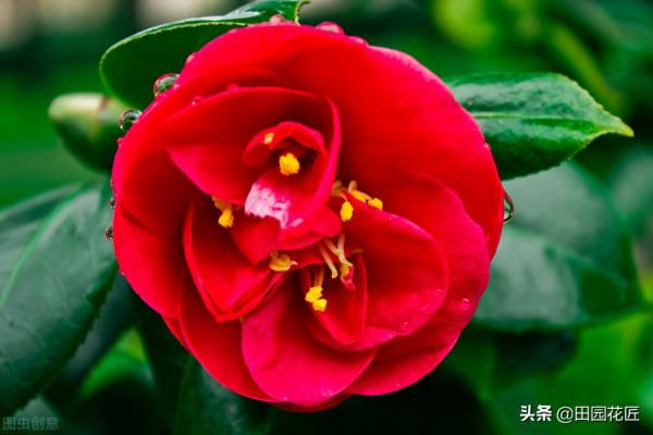 當前氣候多變，山茶花養護上要注意以下四點，方可輕鬆爆盆