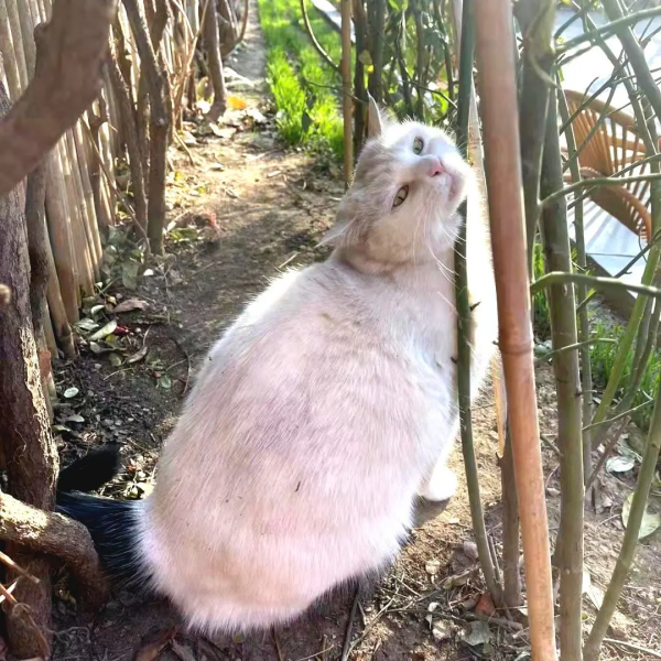 小嶽嶽：你知道我為了紅有多努力嗎？