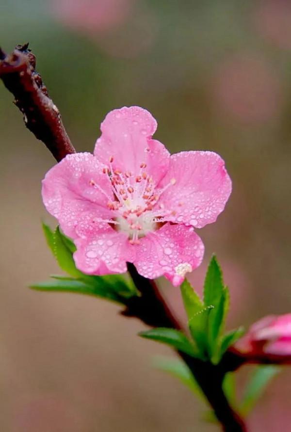 知道花兒好看，但你能一一說出它們的名字嗎？