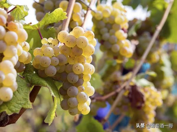 阿爾薩斯，怪得很的葡萄酒產區