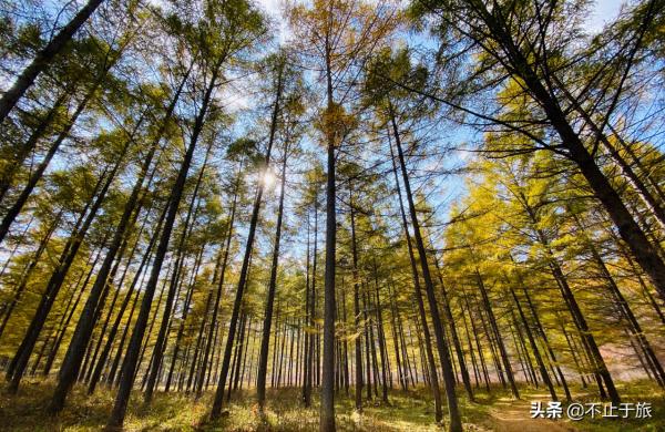 金秋旅遊旺季，東北這座小城開掛迎來中國最美早秋，讓人流連忘返