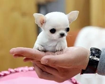 世上體形最小的狗——吉娃娃
