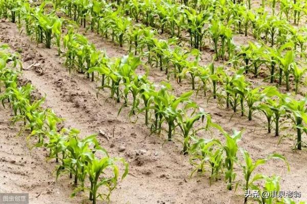 玉米高產種植新模式“大壟雙行雙株” 玉米高產種植新模式“大壟雙行雙株”