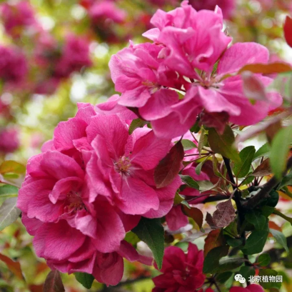 春華秋實,賞海棠紅果正當時~ 春華秋實,賞海棠紅果正當時~