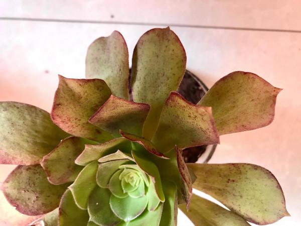 冬天養護多肉，葉片出現這種情況，要及時澆水