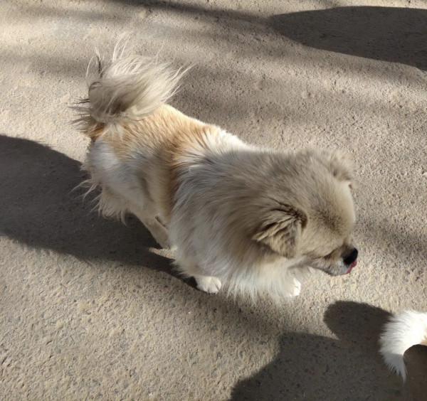 這隻小狗在敦煌，等了你整整兩年