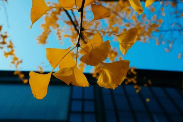 美成一個童話，只想在科學城的秋中多呆一會！