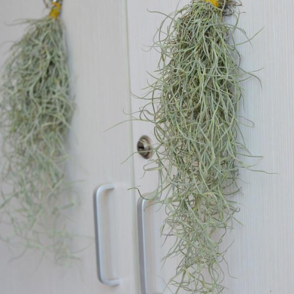 今年最流行的18種花,掛起來養,好看好養還不佔地方 今年最流行的18種花,掛起來養,好看好養還不佔地方