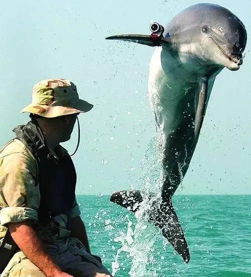 歡快的海豚，你開心嗎