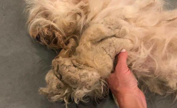 一隻流浪狗被領養了，新造型新生活，望它開心