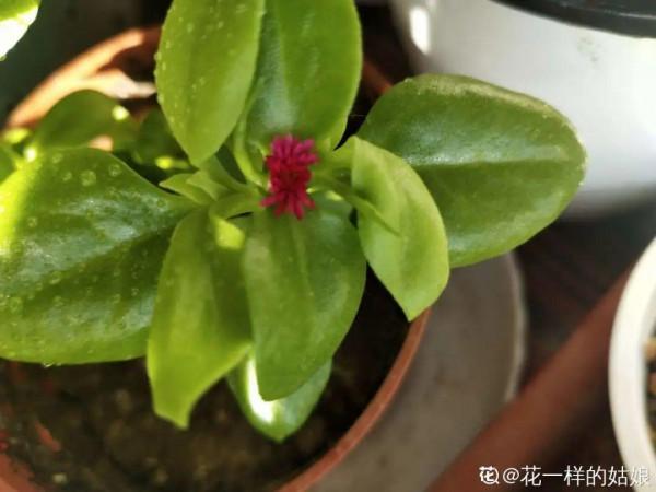 植物搬出門,痛快淋場雨,植物越來越旺 植物搬出門,痛快淋場雨,植物越來越旺