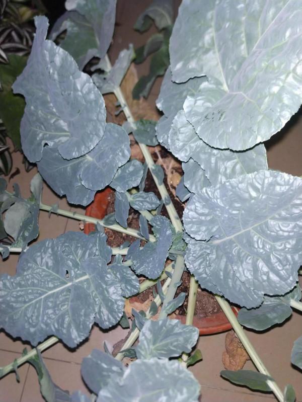 春天種下一堆花籽，發了一棵芽，冬天收貨了……