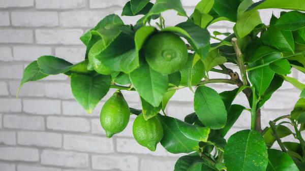 只需4步,檸檬樹也能在家種,輕鬆製作“快樂檸檬水” 只需4步,檸檬樹也能在家種,輕鬆製作“快樂檸檬水”
