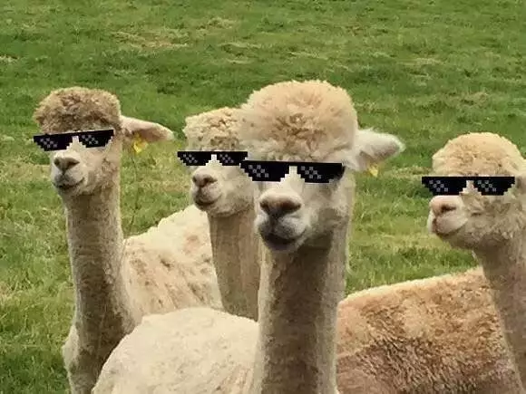 阿爾巴卡面料，你瞭解麼？