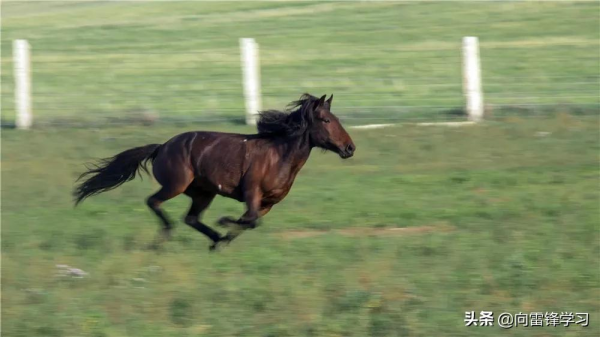 超乎你想象!和兵哥哥一起盤點北疆的“小可愛” 超乎你想象!和兵哥哥一起盤點北疆的“小可愛”