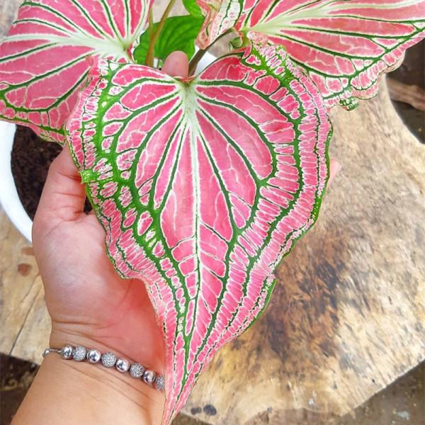 9種“大葉花”，耐陰又好看，不能曬太陽，一曬就“完蛋”