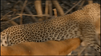 這隻花豹是啃老反面教材！正能量教育意義