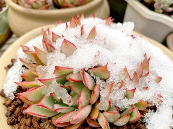 多肉被雪蓋住了，怎麼辦？