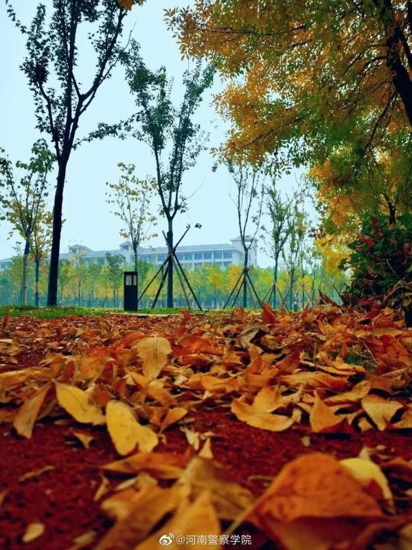 河南這所高校的秋:又美又颯 河南這所高校的秋:又美又颯