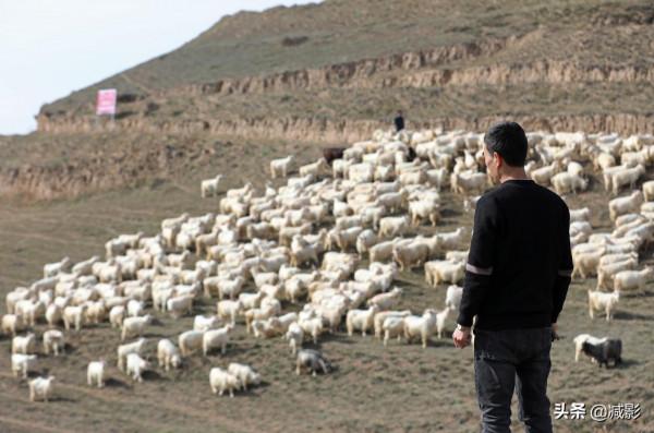男子辭掉央企工作回村養羊，帶105戶村民致富，年營業額4200萬元