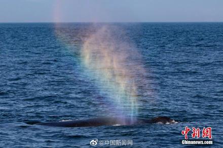 太美了！鯨魚噴出彩虹畫面