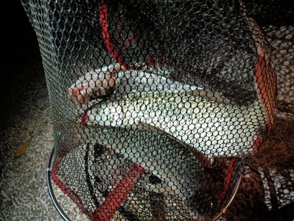 野釣河邊喜獲麥鯪，無人機組合圖案勝比煙火