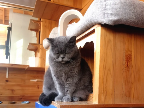 《論“肚腩”對小貓咪的重要性》