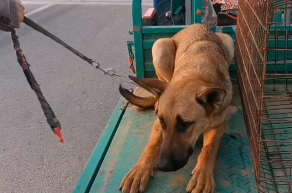685！塞進狗肉籠的狗狗驚恐地看著主人解開狗鏈，狗狗：別拋下我