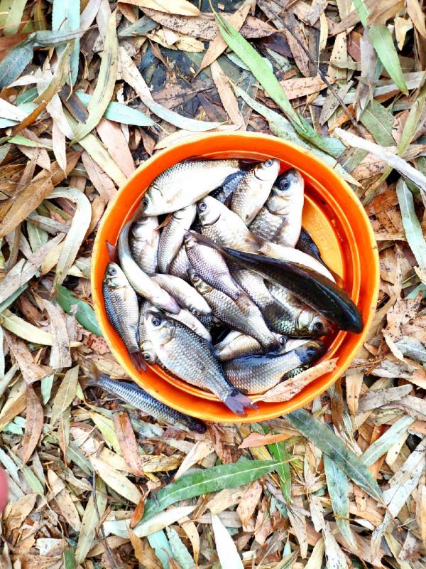 氣溫零下破冰垂釣,雙尾收杆漁獲爆盆 氣溫零下破冰垂釣,雙尾收杆漁獲爆盆