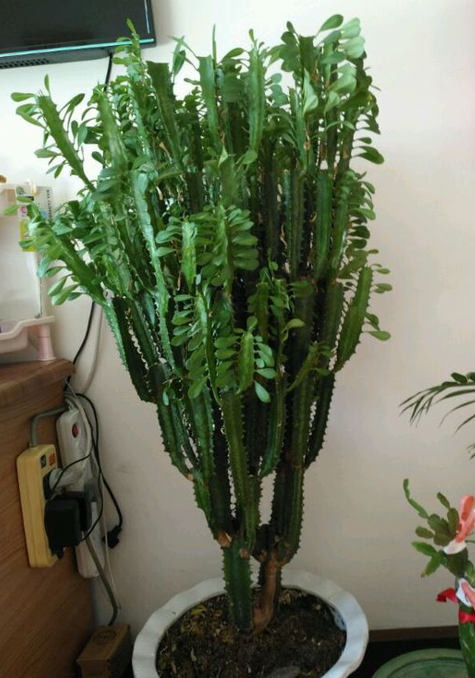 不喜歡小型花草，那就養9種&OpenCurlyDoubleQuote;大盆花&rdquo;，名字霸氣，好養寓意好