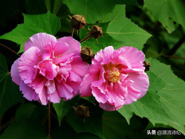 源流詩紀詩三首：秋吟/深秋行/木芙蓉