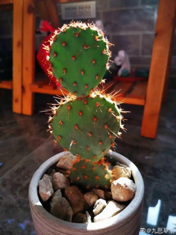 新房裝修完,養盆“天然淨化器”,淨化空氣身體棒 新房裝修完,養盆“天然淨化器”,淨化空氣身體棒