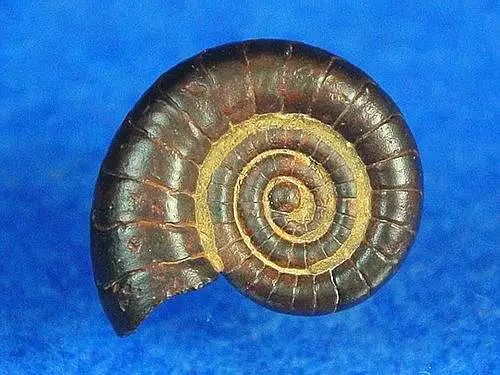 脊椎動物崛起，目標征服陸地——泥盆紀