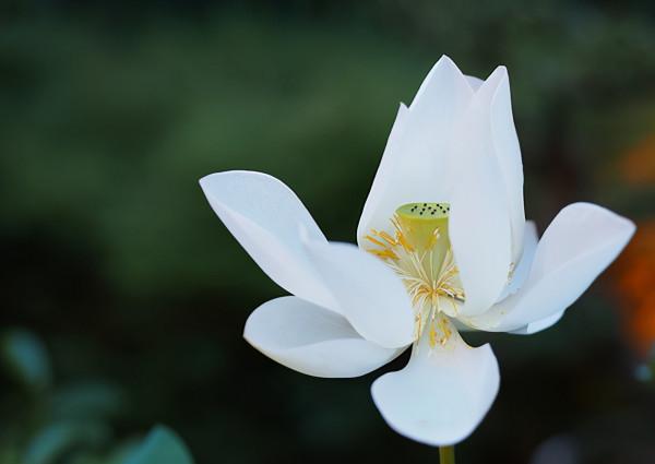 這一生，你能享受的福氣，早有註定